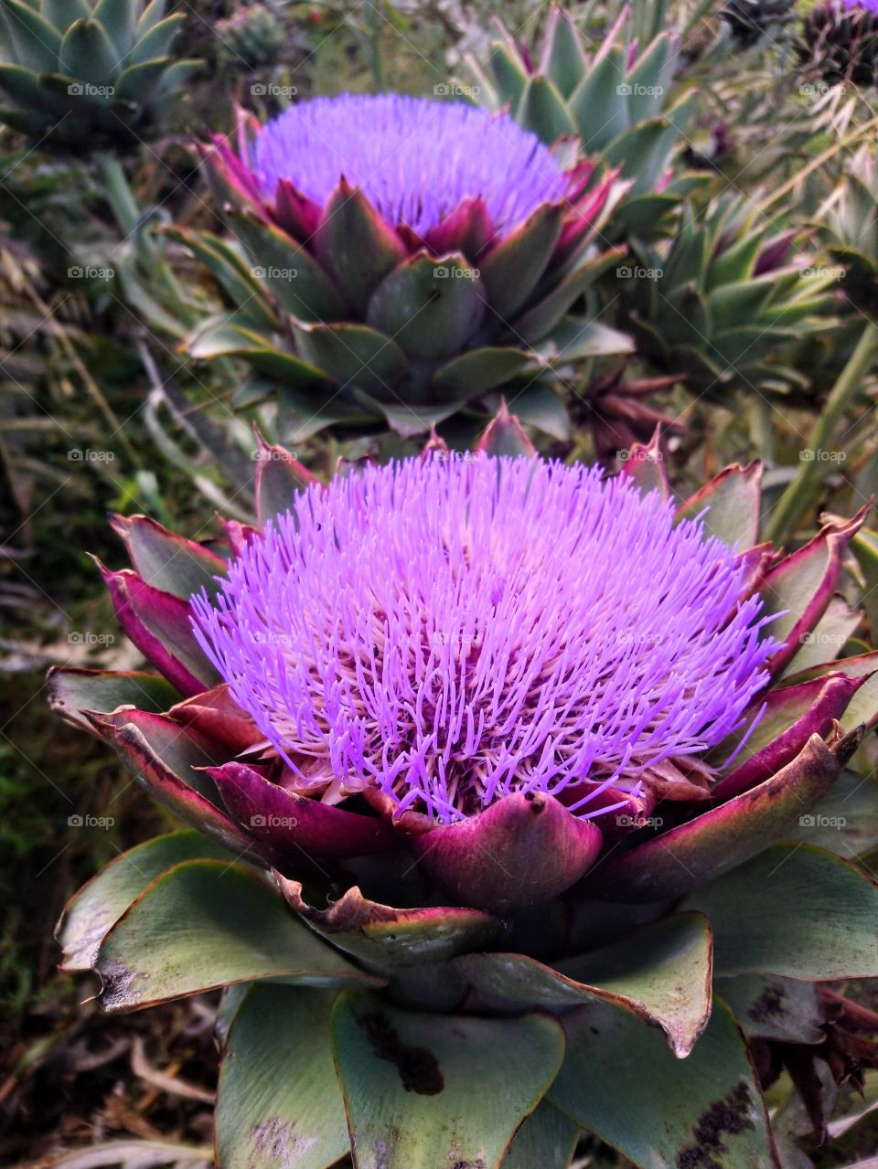 artichoke flower