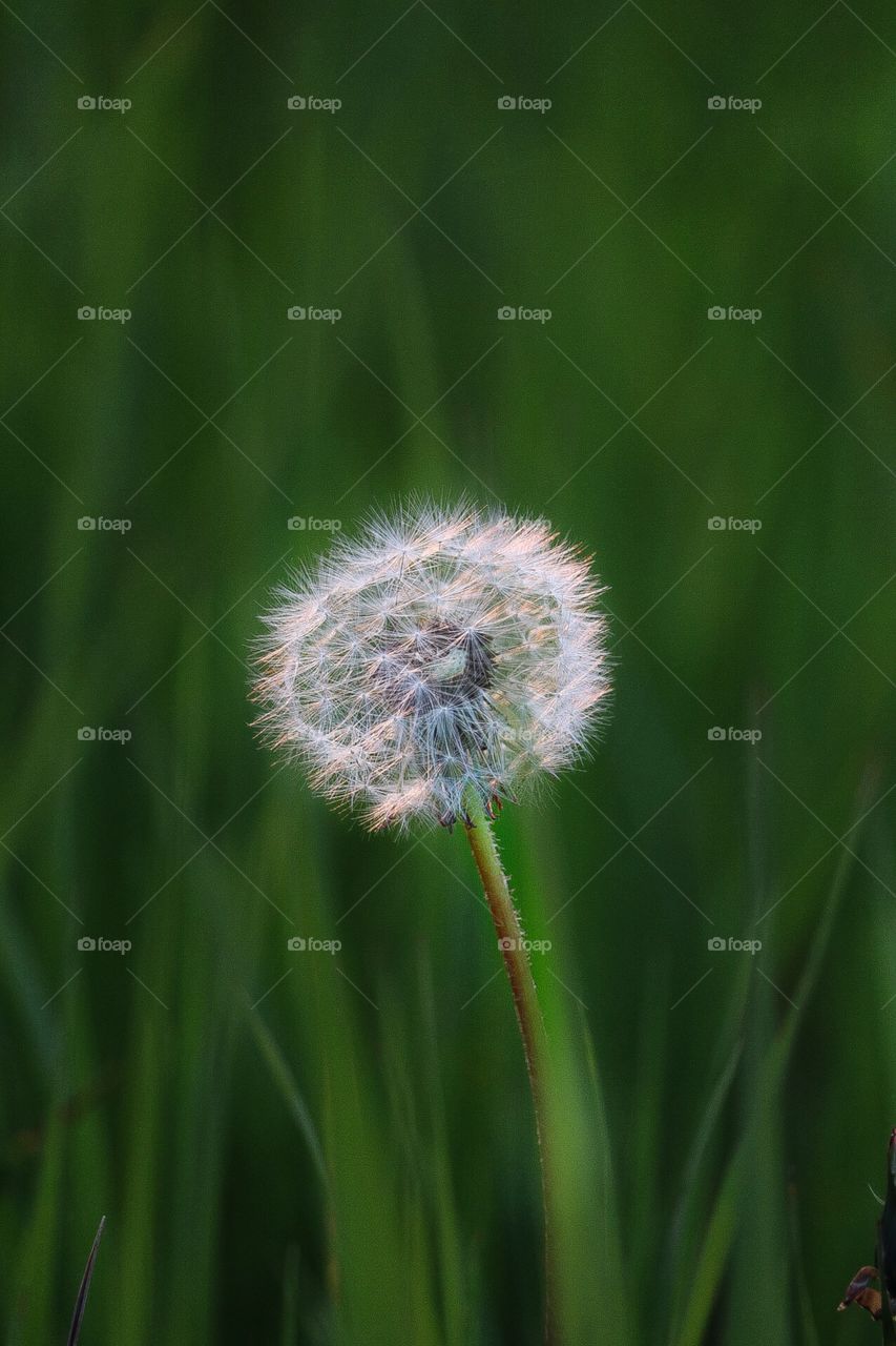 Some see a weed some see a wish