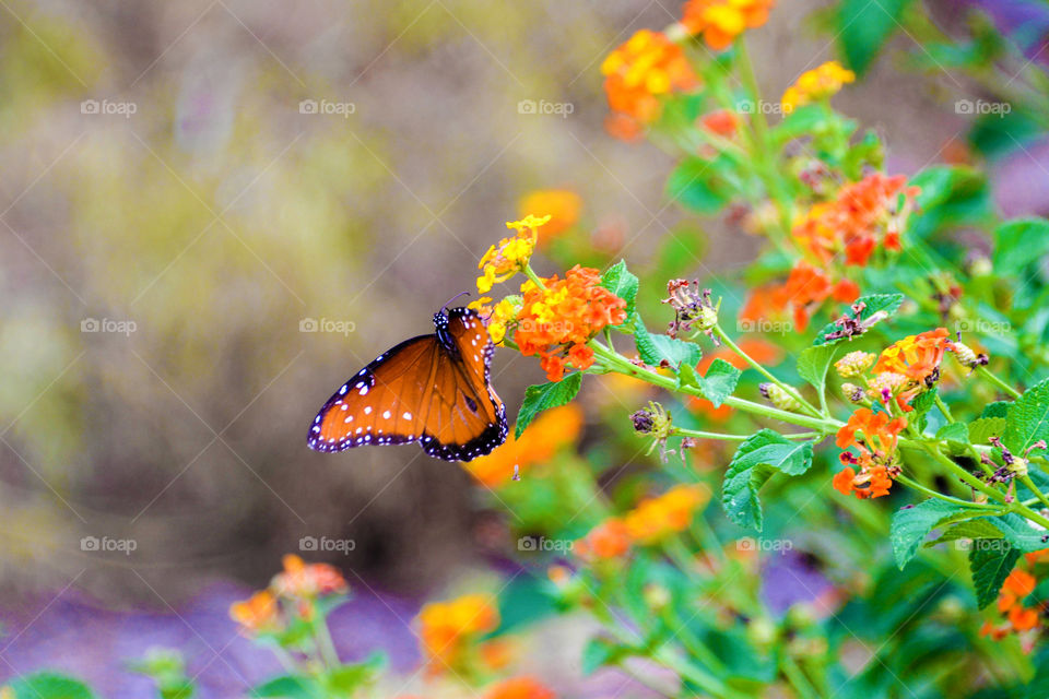 Monarch butterfly on flower