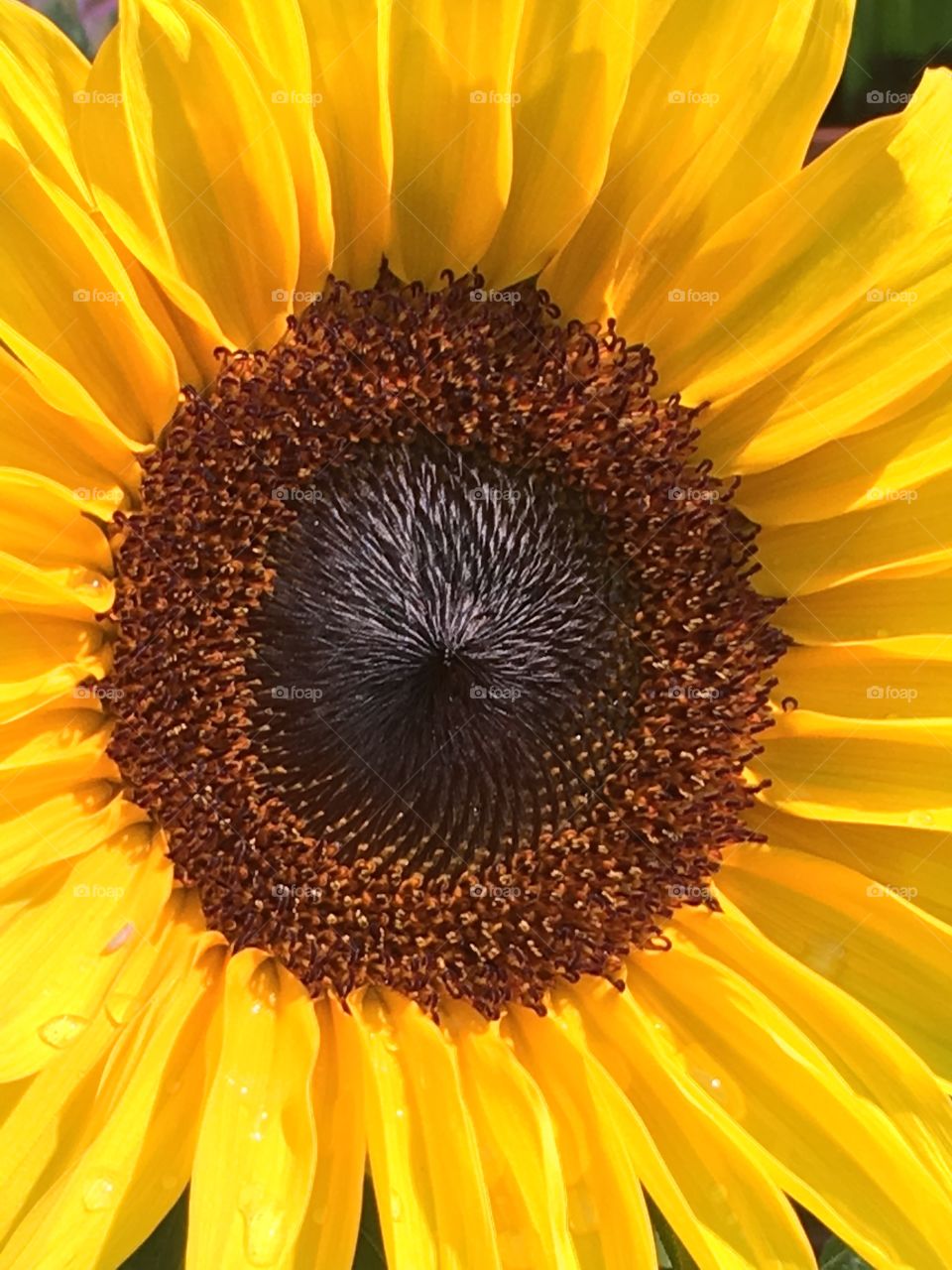 Close-up of sunflower