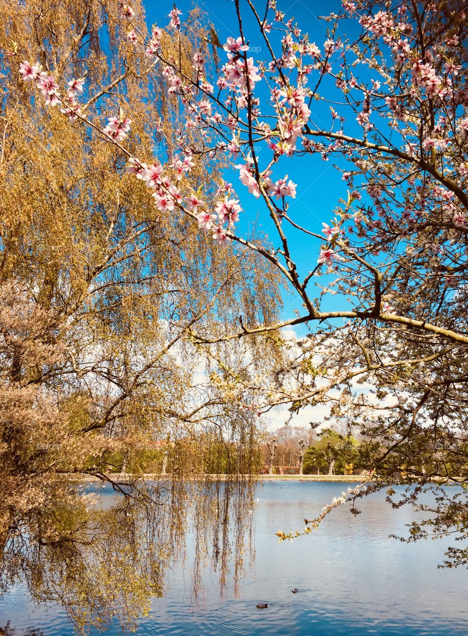 Spring in Pildammarna