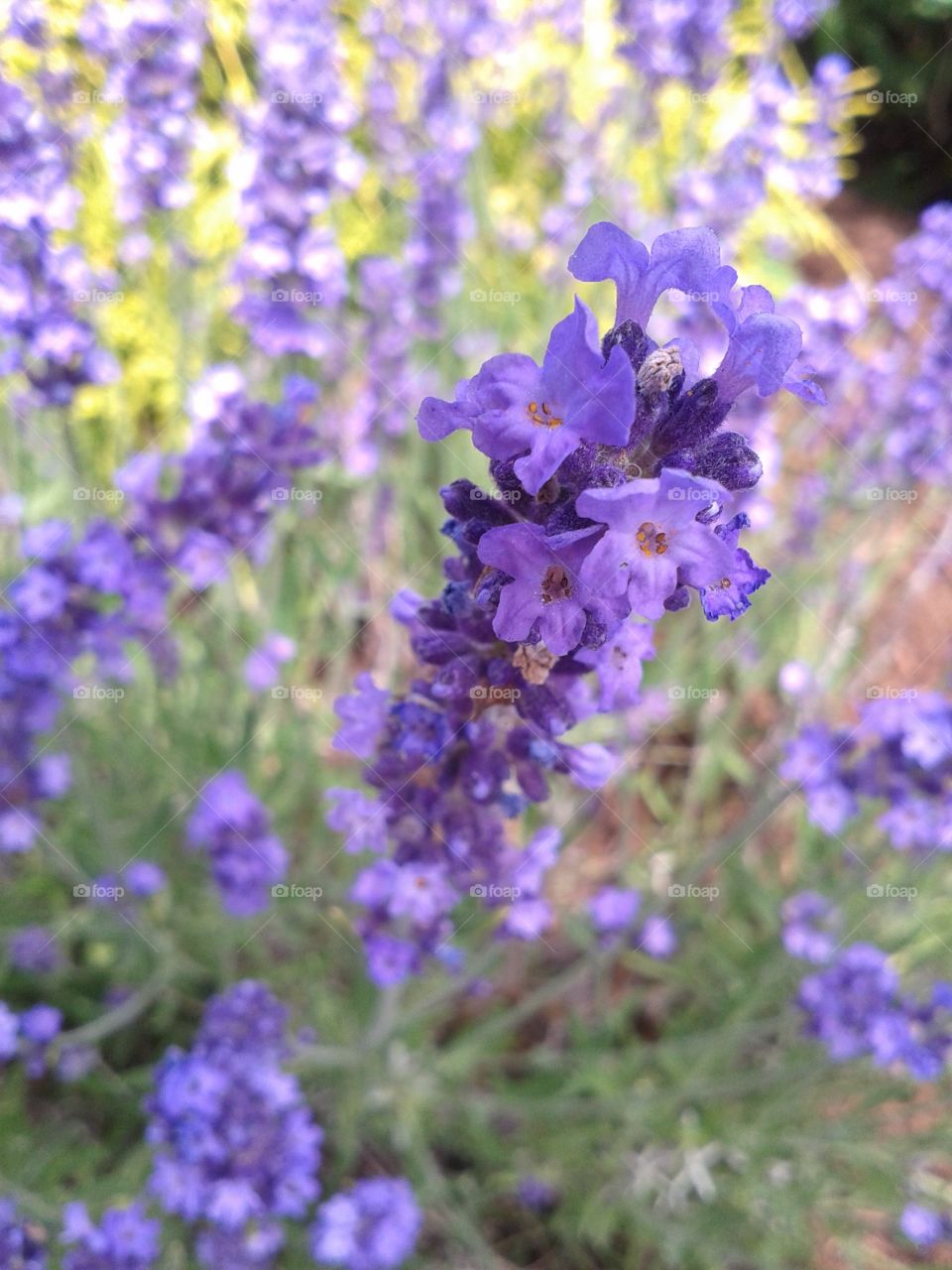 Lavender blossoms.  My favorite garden flower because it speaks of romance.