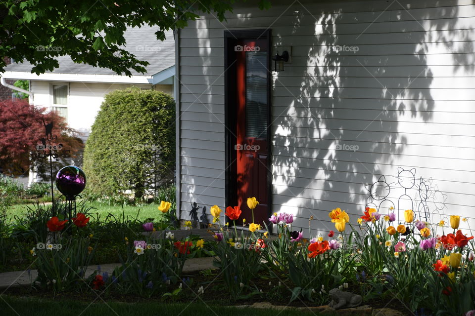 colorful tulip garden by red door white garage
