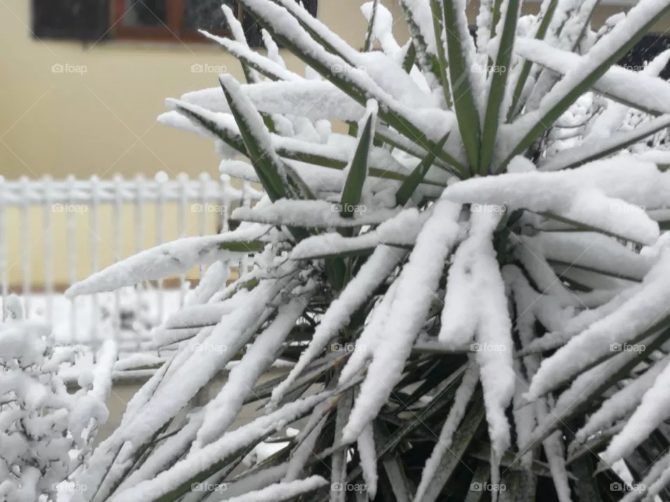 Snow