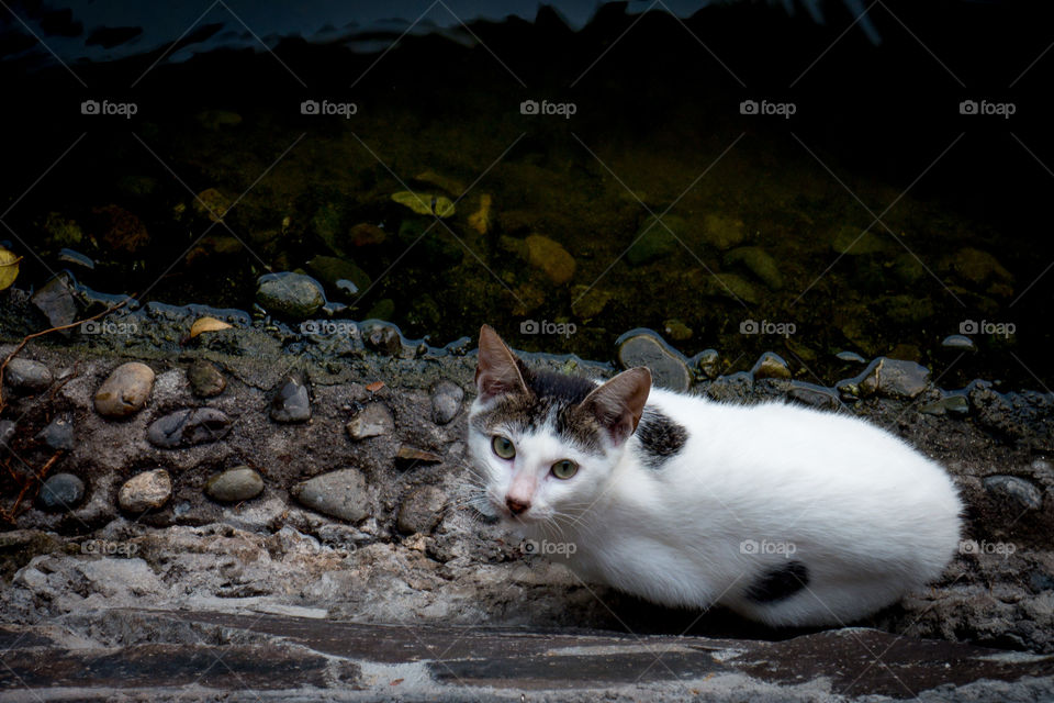 a cat by the pond