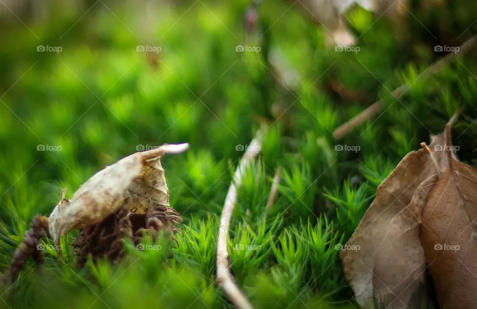 Natur
