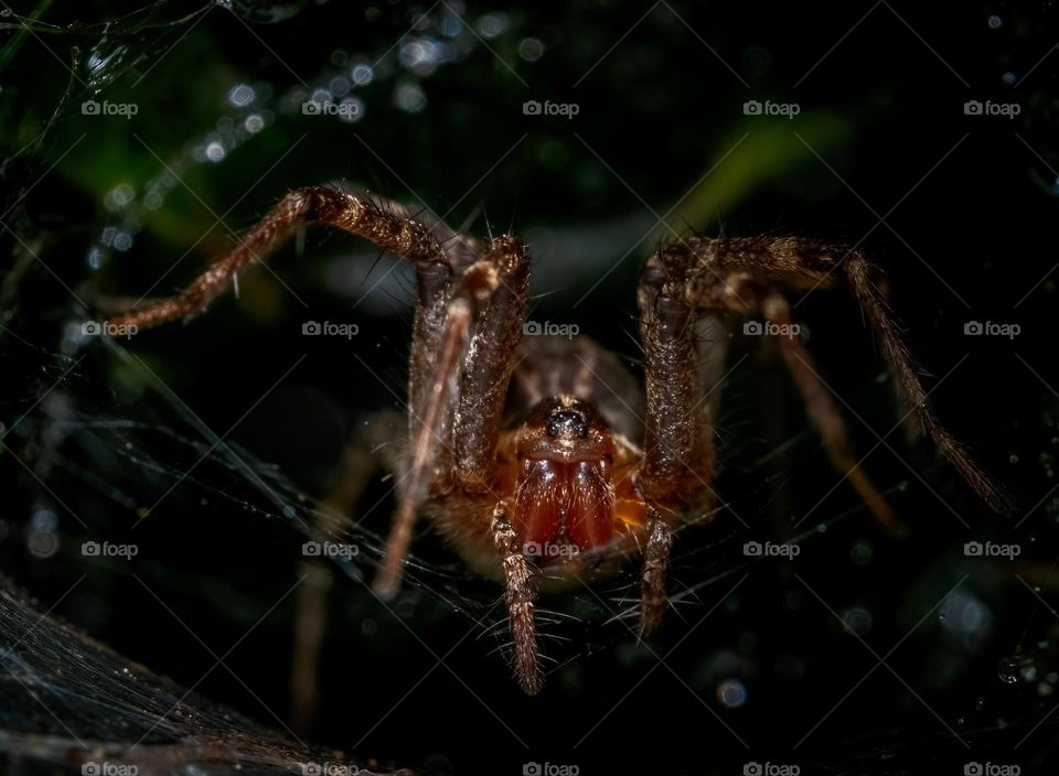 A grass spider lurking in its web funnel. Raleigh, North Carolina. 