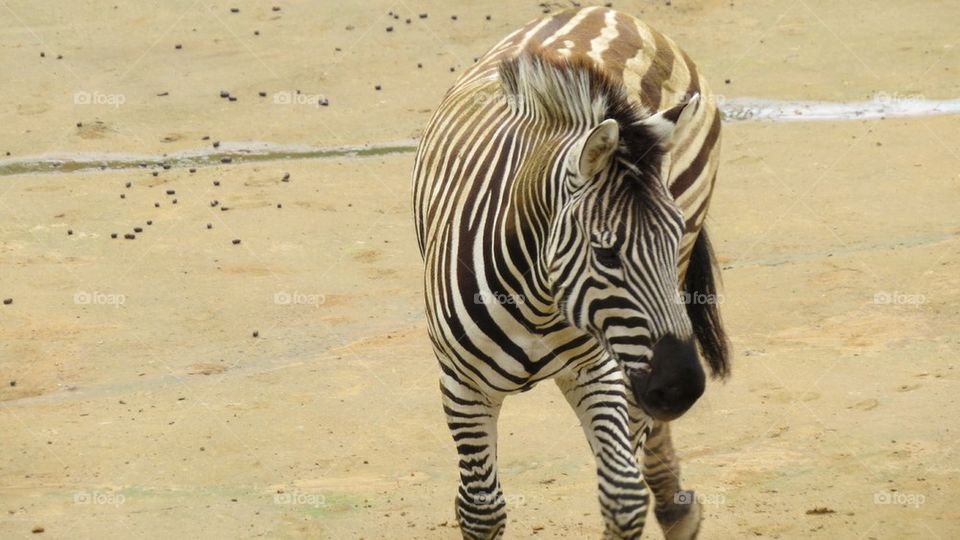 Zebra