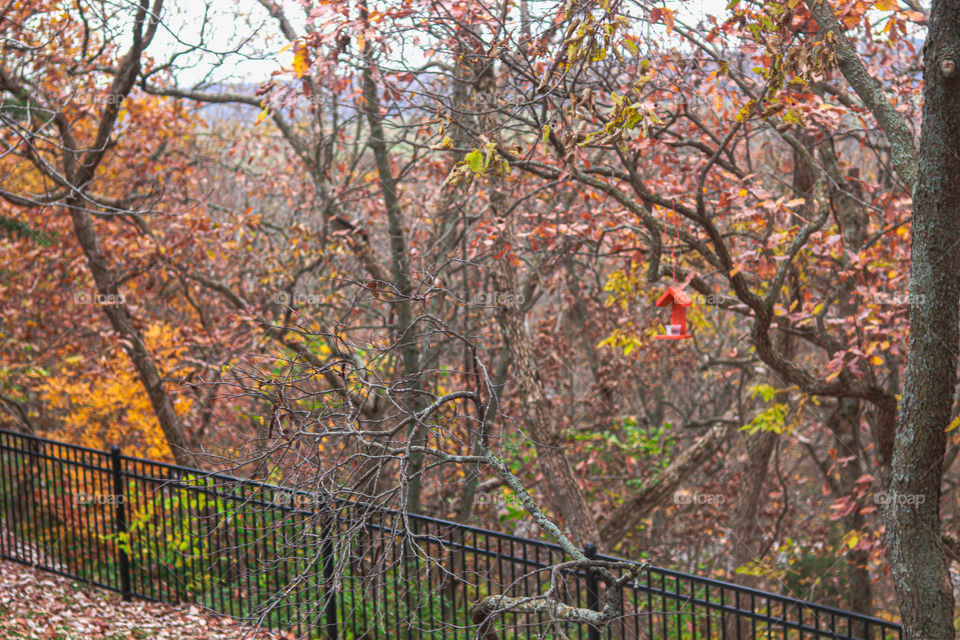 very few leaves left on trees