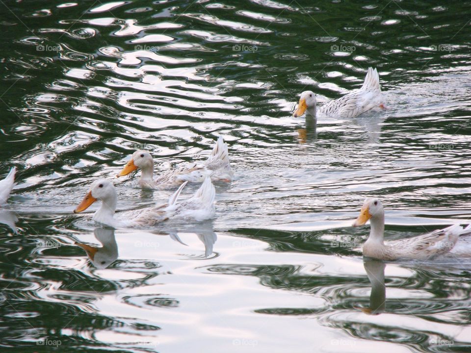 ducks in water in spring