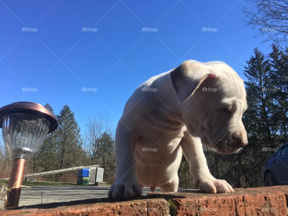  Cute dog