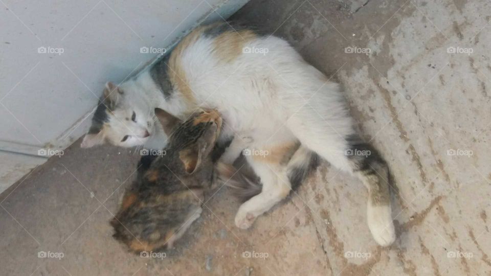 A cat feeding its baby