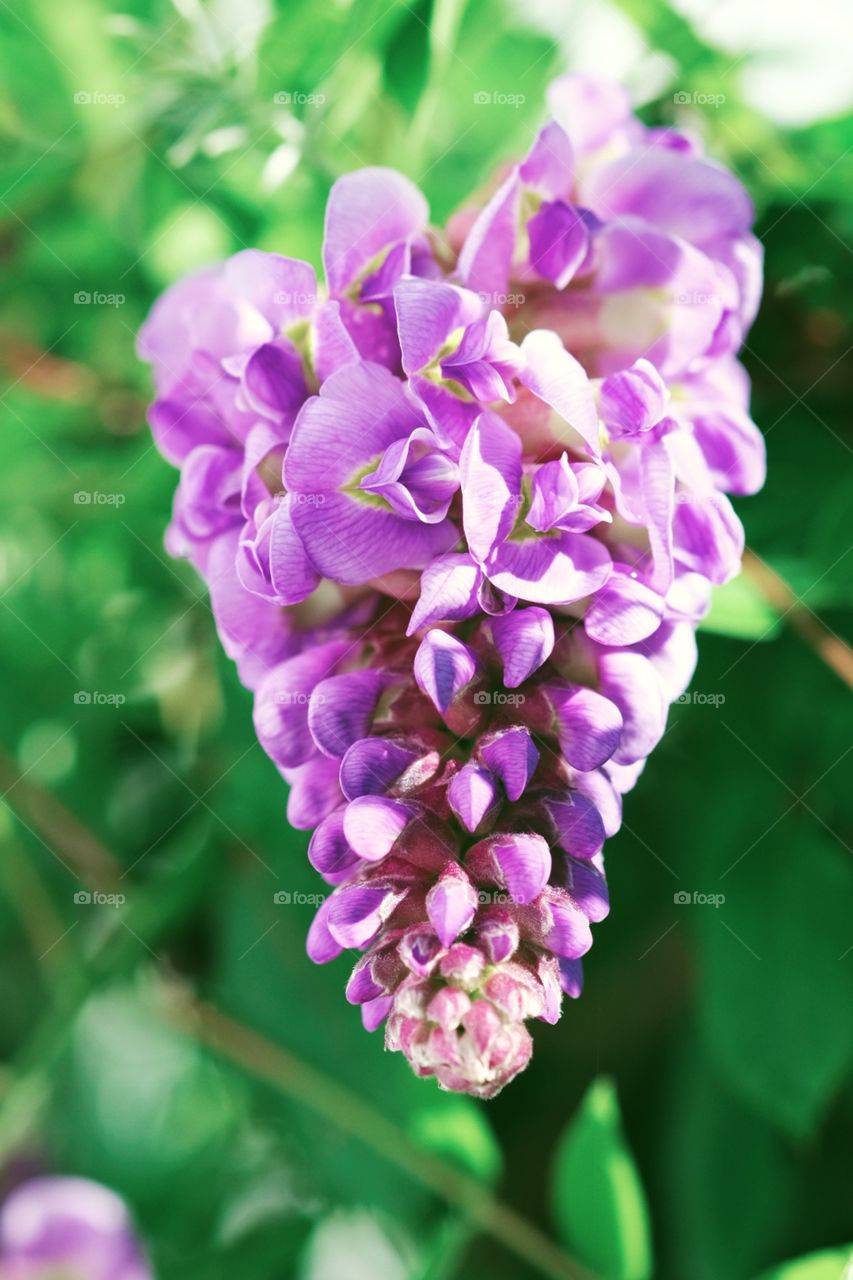 Lilac Flower, Lilac Bush In The Summertime, Flowers In Bloom, Purple Flowers, Beauty In Nature, Pretty Purple