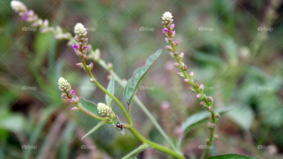 Flowers and a little bug, delicate and cute.