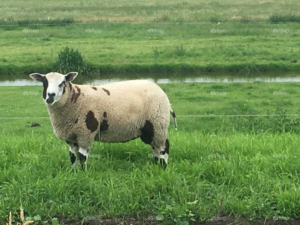 Sheep in the green land