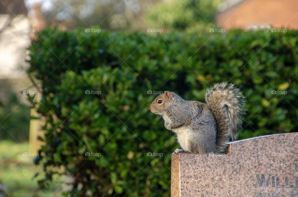 Squirrel sitting on the gravestone