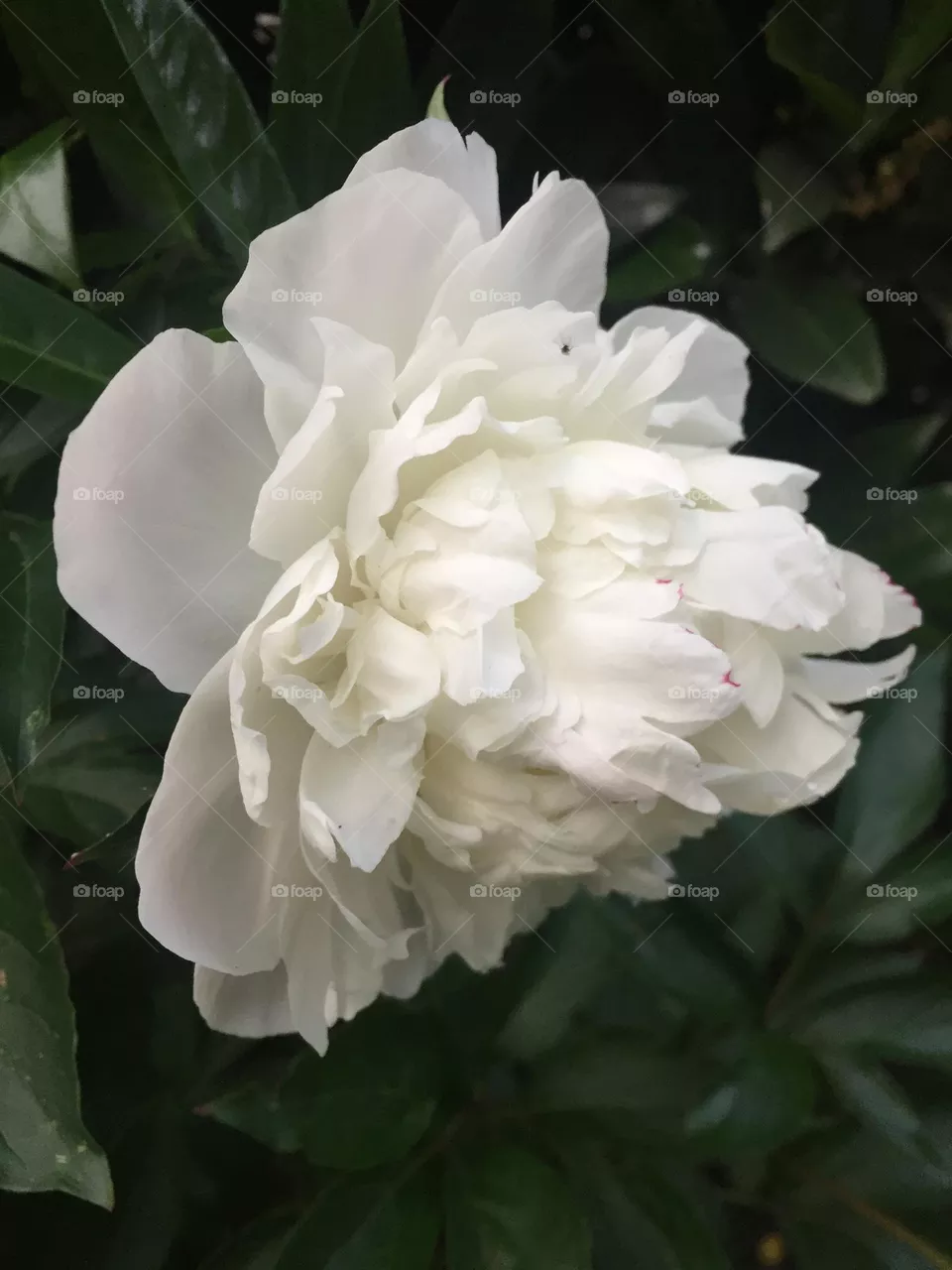 Weiße Rose 