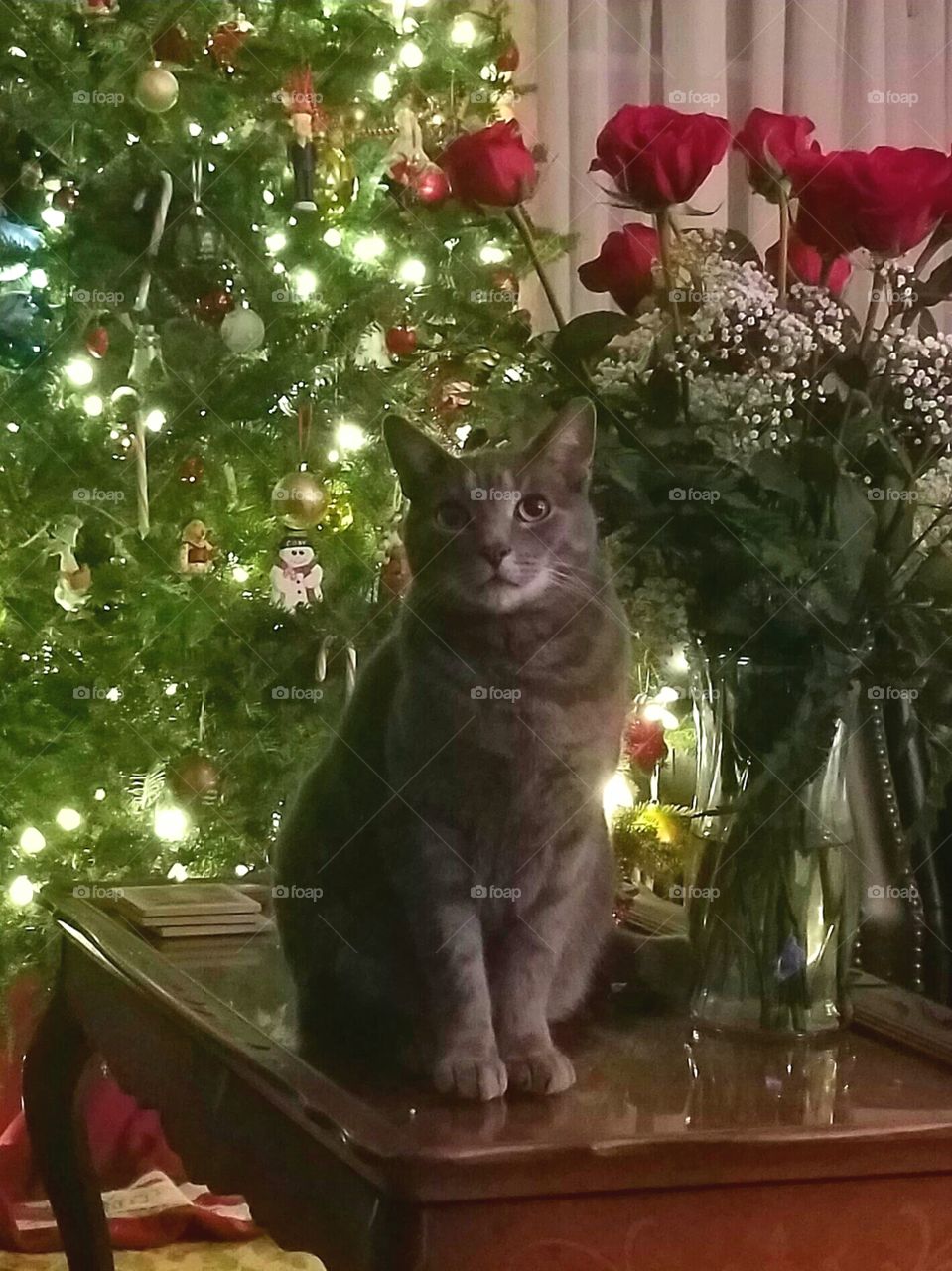 Cat and Christmas Tree
