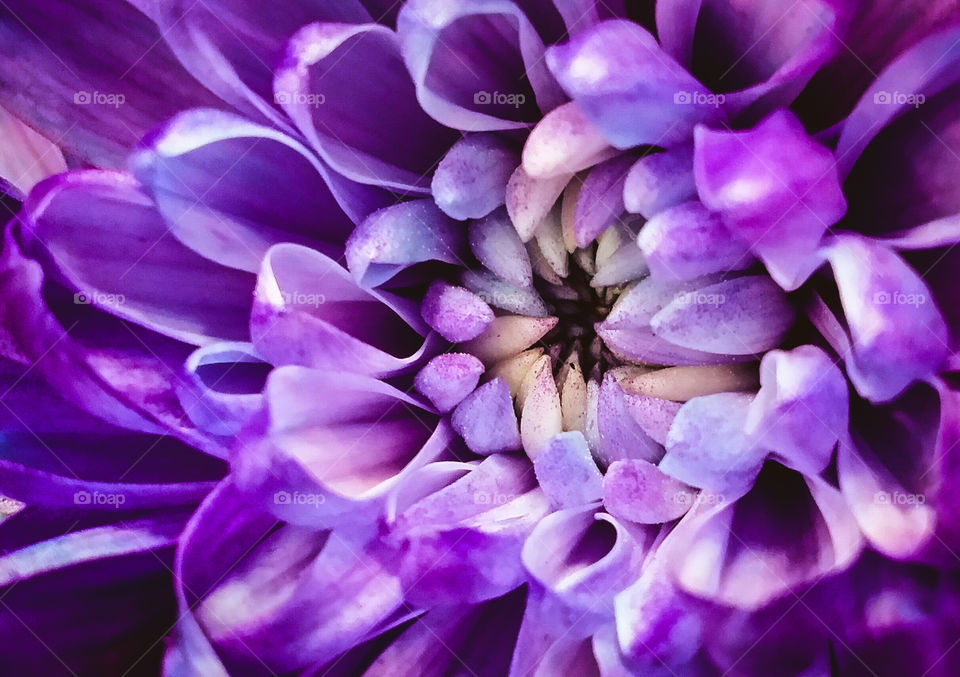 Closeup of a Purple Flower