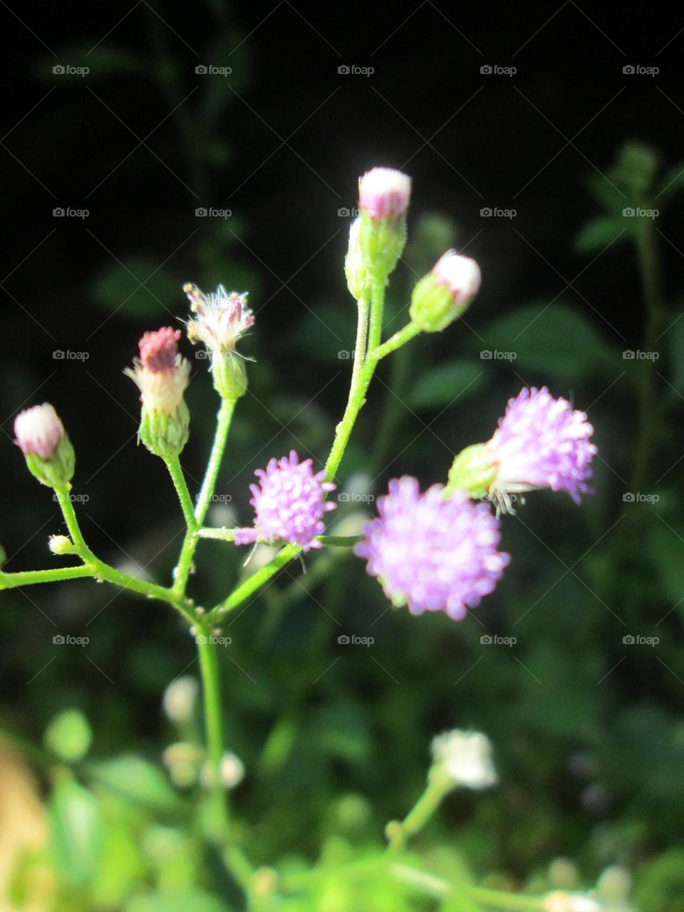 Grass flowers