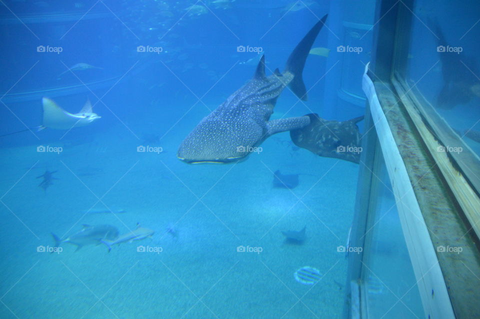 Whale Shark At The Aquarium Osaka Japan