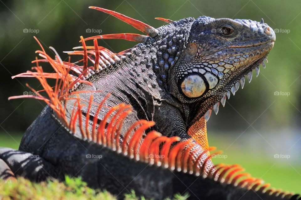 Iguana 