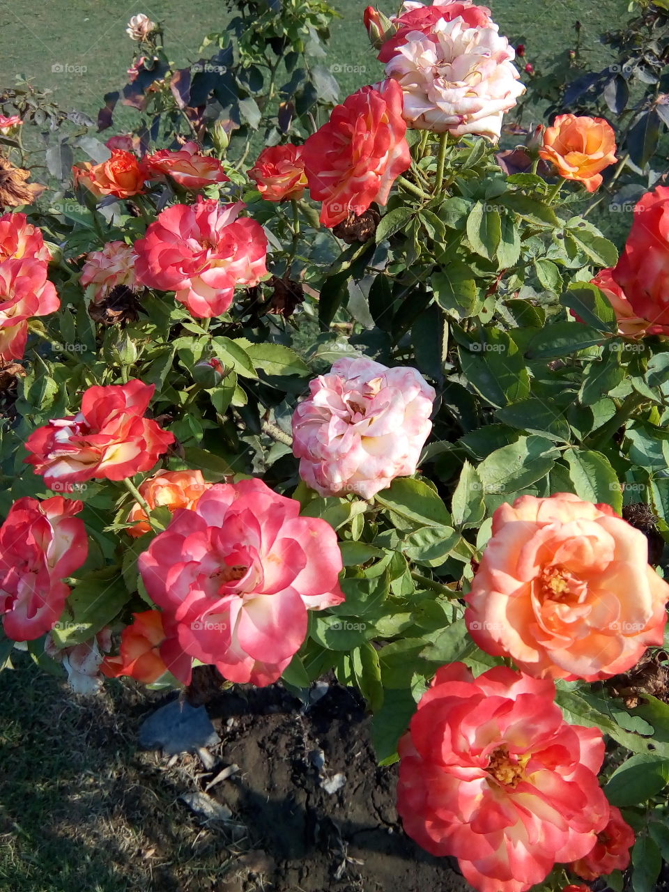 beautiful flowers in a garden