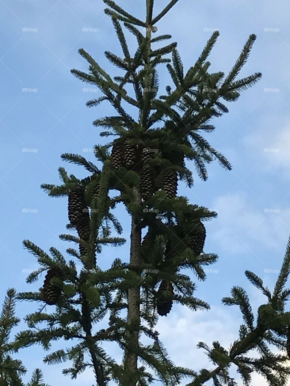 Clusters of pine cones near the top of a tree