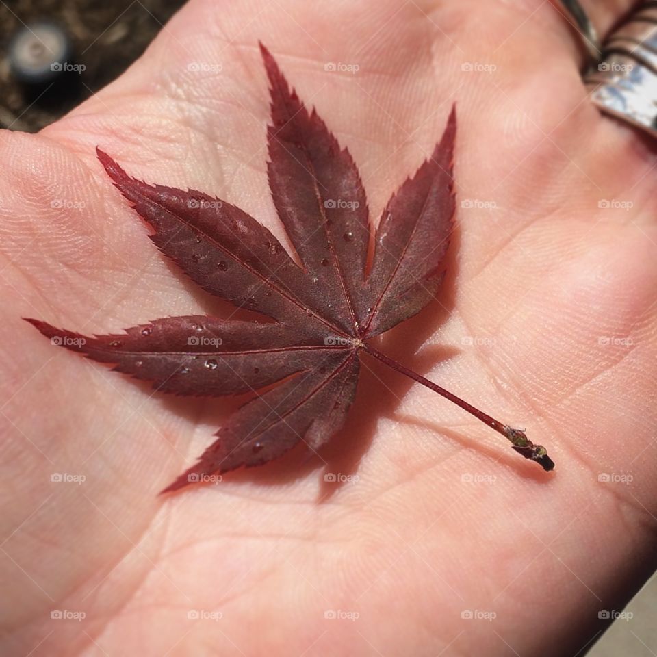 Japanese maple leaf 