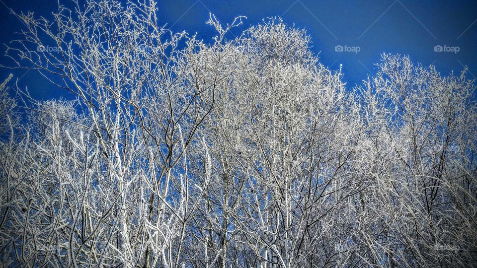 Winter, Frost, Snow, Tree, Cold