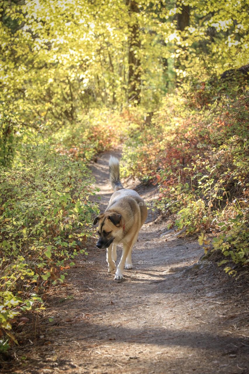 German shepherd wandering through the Montana wilderness. 