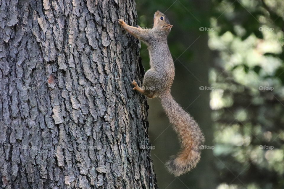 Squirrel in northern Ohio, USA