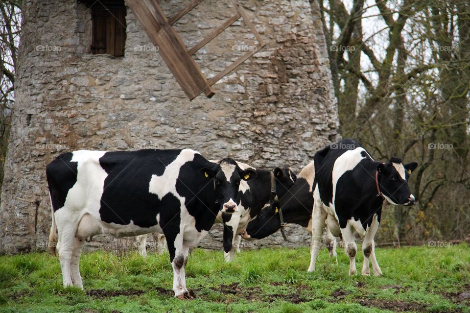 Cows near old windmill