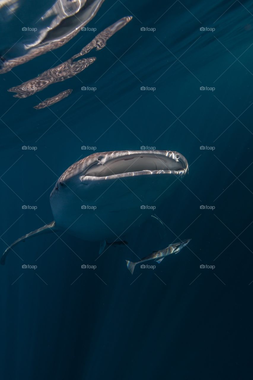 Ascending whale shark