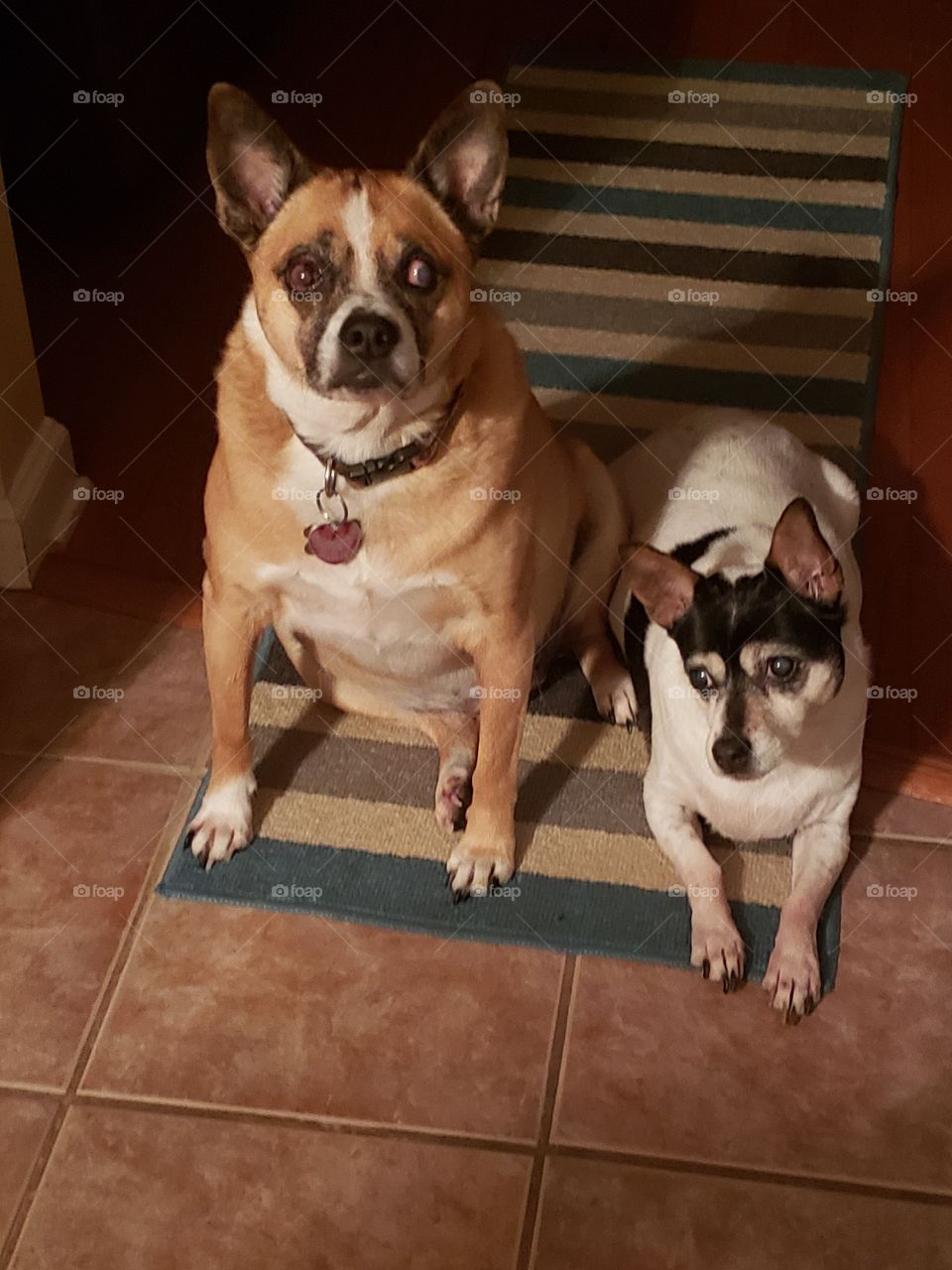We are waiting for our treats !