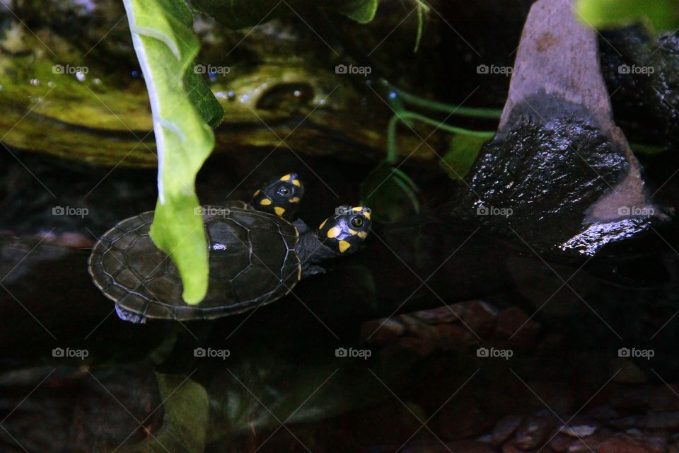 turtles at the aquarium in shanghai china
