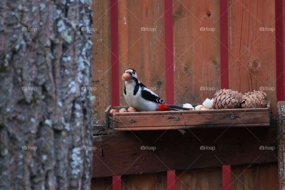 A beautiful bright woodpecker with red feathers chooses a bigger nut. Too big nut.  Greed.