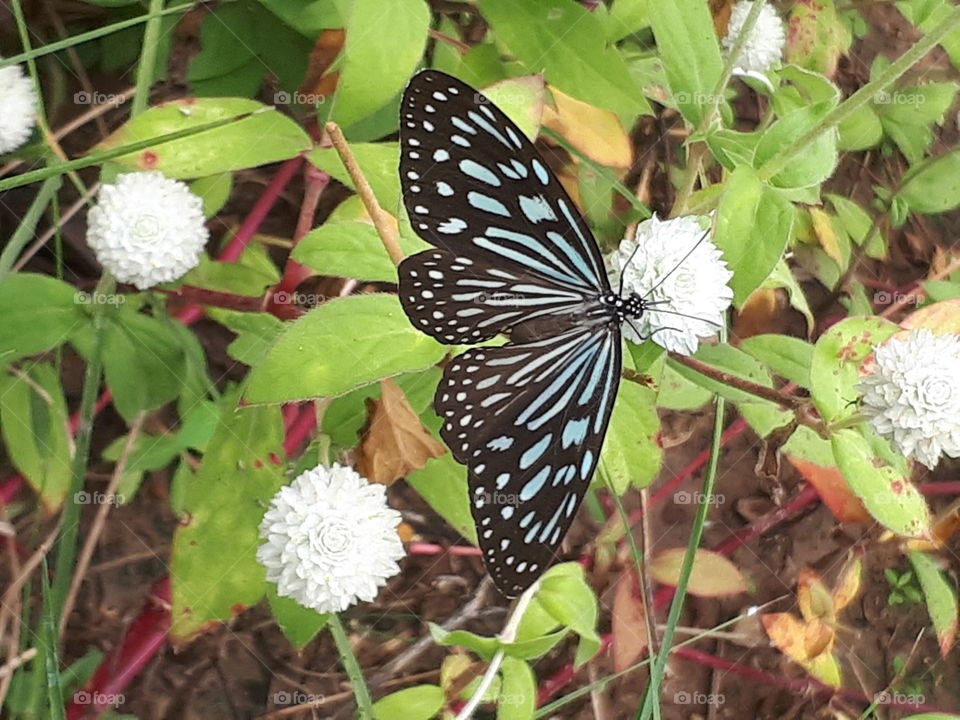 Butterfly rest on flower