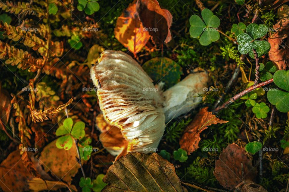 Beautiful nature .
Beautiful fall.
Beautiful Autumn.
Beautiful Mushrooms.
Beautiful colors.