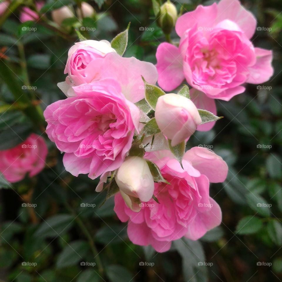 Miniature  pink roses