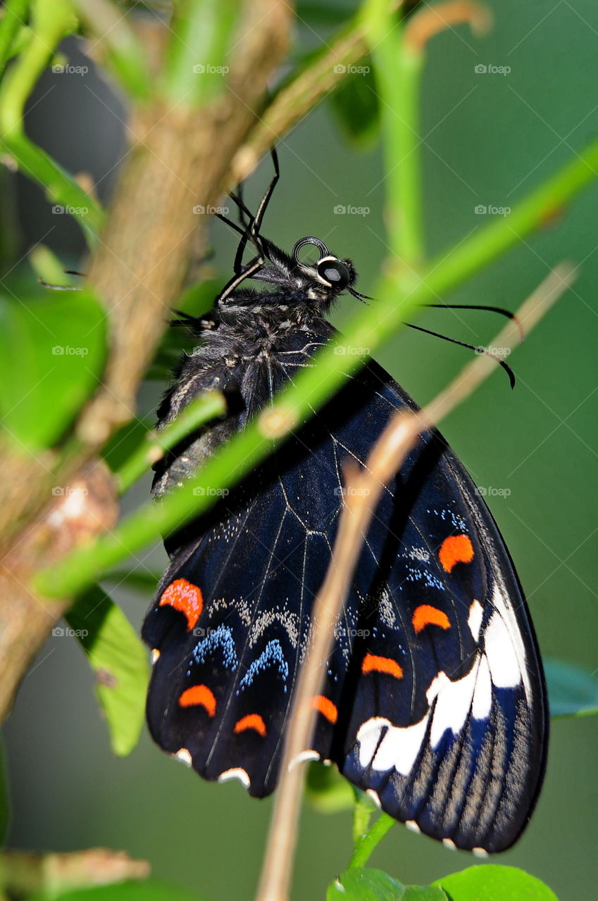 Orchard Swallowtail Butterfly.