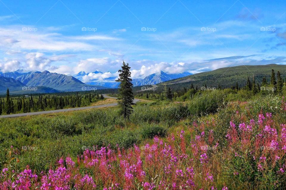Alaska's Chugash Mountain Range with Fireweed in bloom
