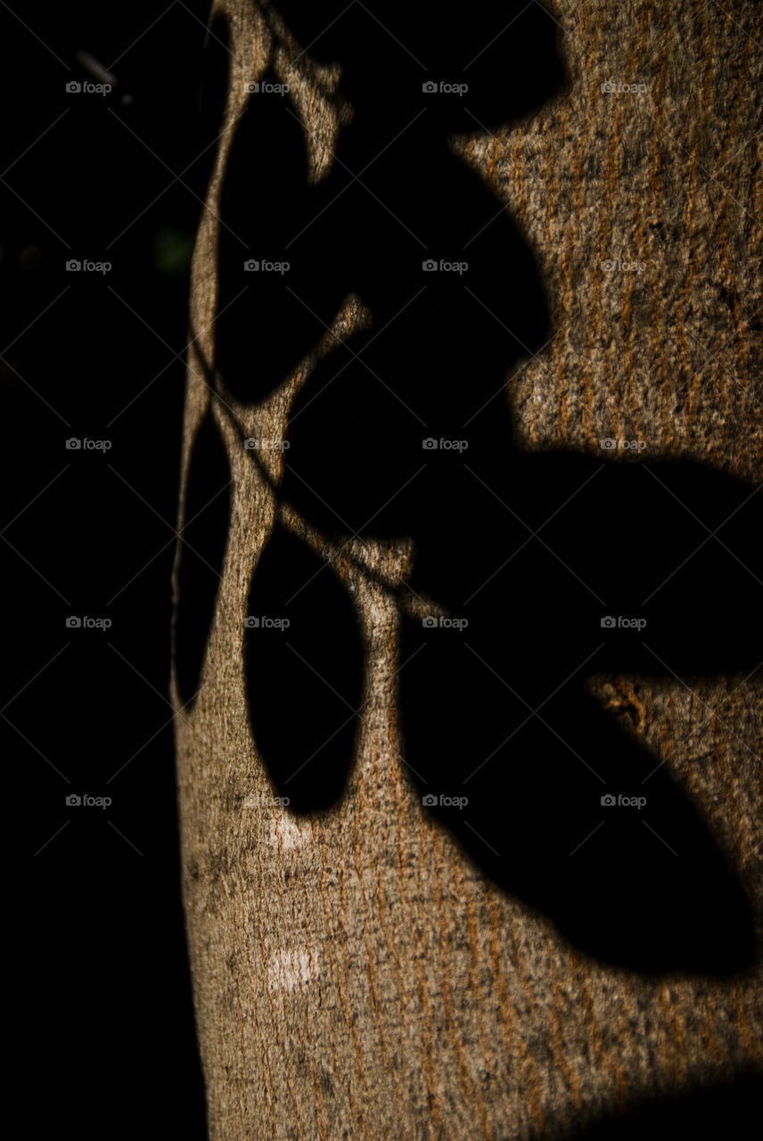 Leaf shadows on a tree
