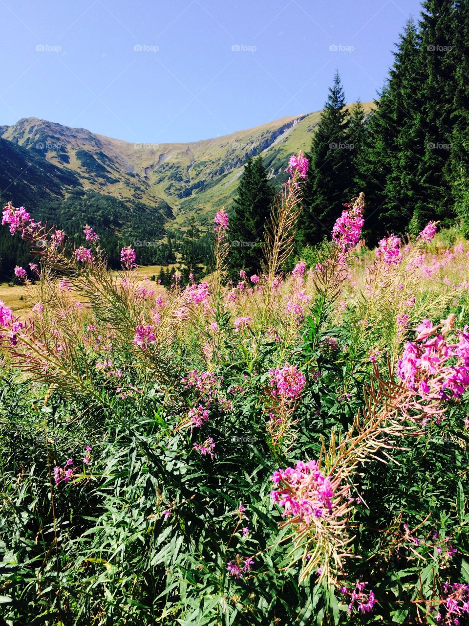 Flower field in the mountain