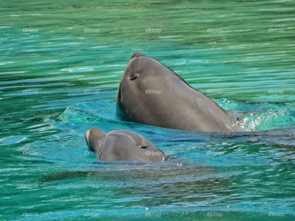 Pair Of Dolphins
