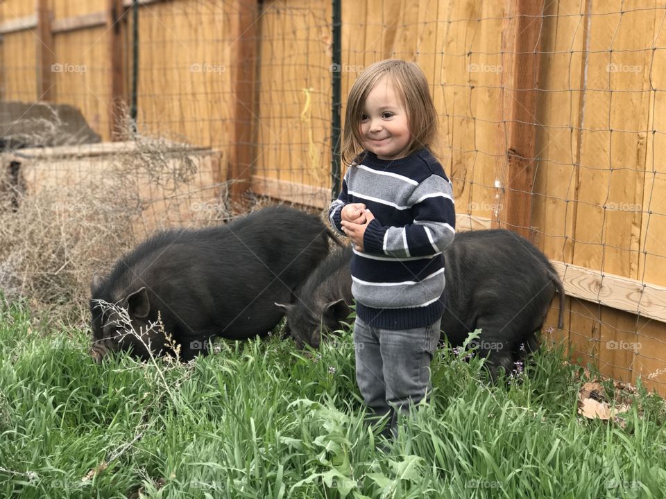 Just a boy and his pigs. 