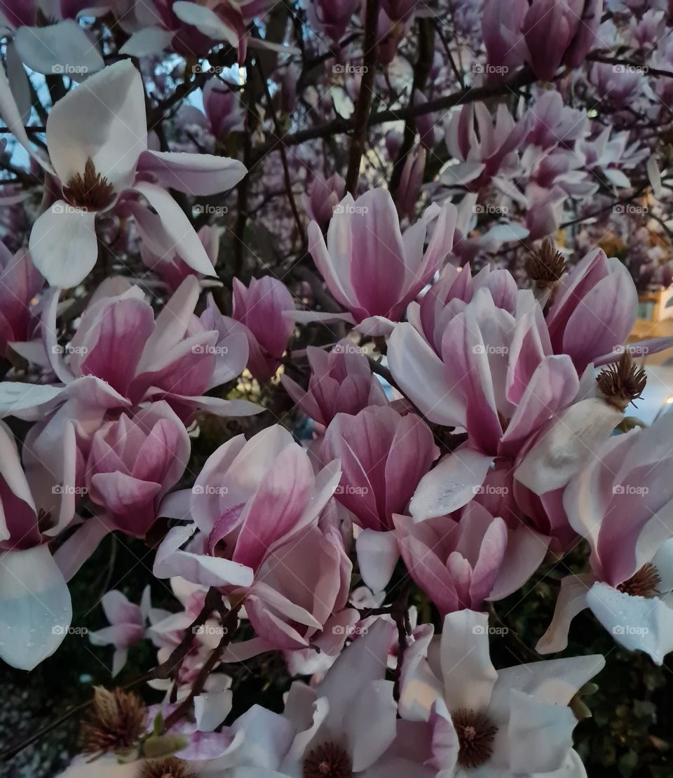 magnolia