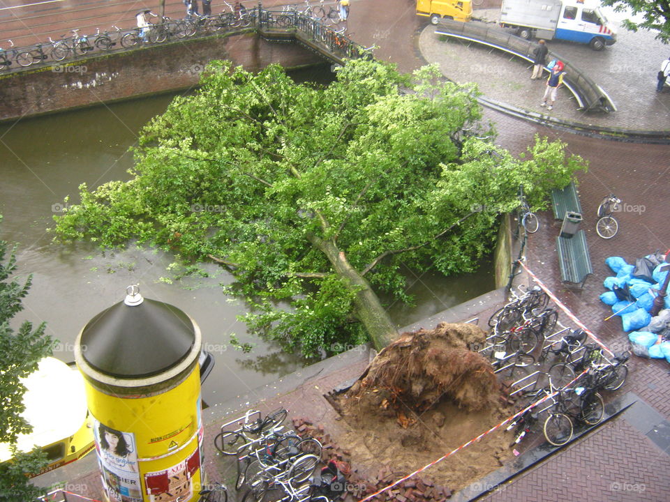 We heared a noise and looking out if the window saw the large tree uprooted in the water. Amsterdam.