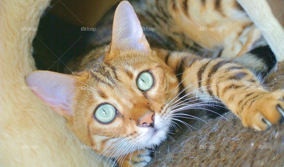 Bengal Cat
