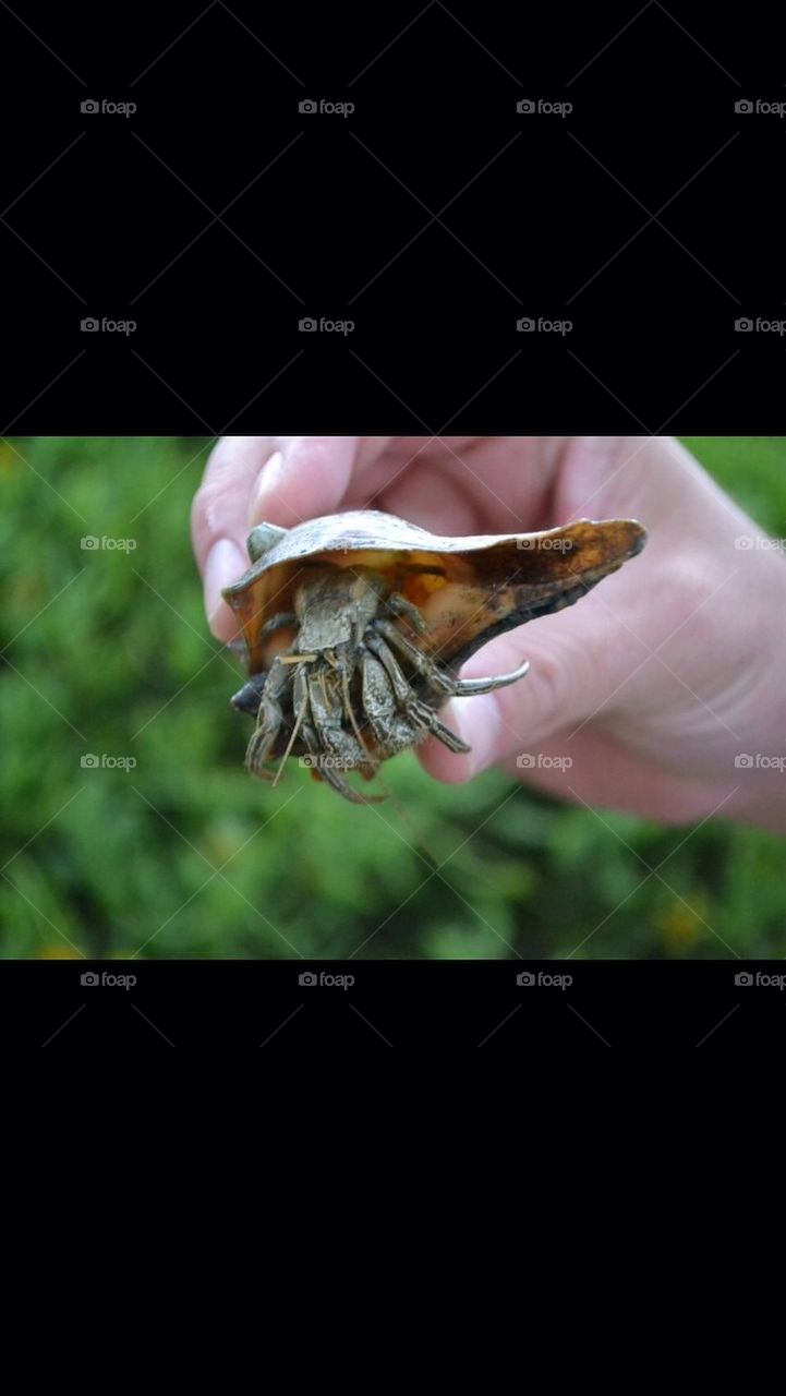 hermit crab